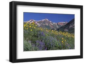 Mountain Wildflowers-DLILLC-Framed Photographic Print