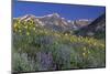 Mountain Wildflowers-DLILLC-Mounted Photographic Print