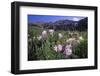 Mountain Wildflowers-DLILLC-Framed Photographic Print