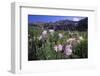 Mountain Wildflowers-DLILLC-Framed Photographic Print