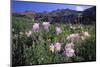 Mountain Wildflowers-DLILLC-Mounted Photographic Print