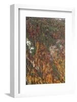 Mountain wood in autumn-By-Framed Photographic Print