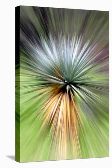 Mountain Yucca-Douglas Taylor-Stretched Canvas
