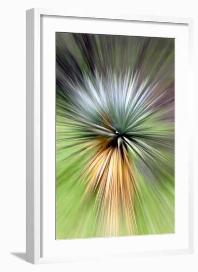 Mountain Yucca-Douglas Taylor-Framed Photographic Print