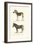 Mountain Zebra, 1824-Karl Joseph Brodtmann-Framed Premium Giclee Print