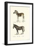 Mountain Zebra, 1824-Karl Joseph Brodtmann-Framed Premium Giclee Print