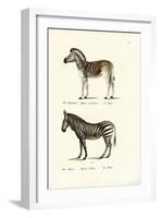 Mountain Zebra, 1824-Karl Joseph Brodtmann-Framed Premium Giclee Print