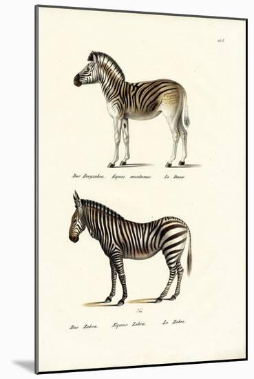 Mountain Zebra, 1824-Karl Joseph Brodtmann-Mounted Premium Giclee Print