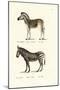 Mountain Zebra, 1824-Karl Joseph Brodtmann-Mounted Premium Giclee Print