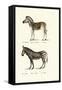 Mountain Zebra, 1824-Karl Joseph Brodtmann-Framed Stretched Canvas