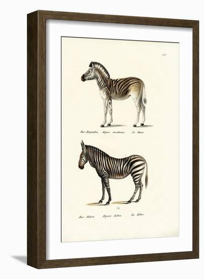 Mountain Zebra, 1824-Karl Joseph Brodtmann-Framed Giclee Print