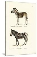 Mountain Zebra, 1824-Karl Joseph Brodtmann-Stretched Canvas