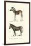 Mountain Zebra, 1824-Karl Joseph Brodtmann-Framed Giclee Print