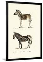 Mountain Zebra, 1824-Karl Joseph Brodtmann-Framed Giclee Print