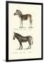 Mountain Zebra, 1824-Karl Joseph Brodtmann-Framed Giclee Print