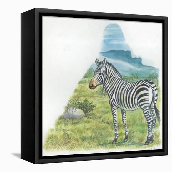 Mountain Zebra Equus Zebra-null-Framed Stretched Canvas