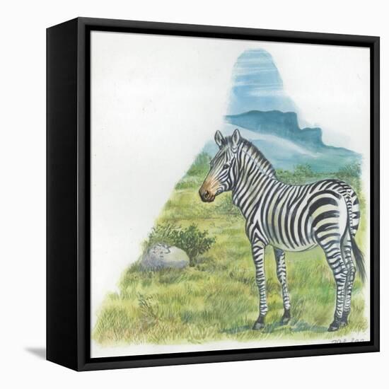 Mountain Zebra Equus Zebra-null-Framed Stretched Canvas