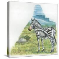Mountain Zebra Equus Zebra-null-Stretched Canvas