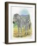 Mountain Zebra Equus Zebra-null-Framed Giclee Print