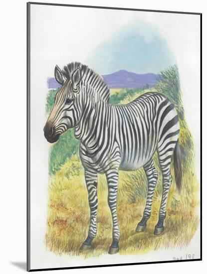 Mountain Zebra Equus Zebra-null-Mounted Giclee Print