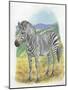 Mountain Zebra Equus Zebra-null-Mounted Giclee Print