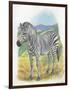 Mountain Zebra Equus Zebra-null-Framed Giclee Print