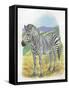 Mountain Zebra Equus Zebra-null-Framed Stretched Canvas