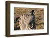 Mountain Zebra-benshots-Framed Photographic Print