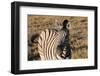 Mountain Zebra-benshots-Framed Photographic Print