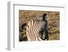 Mountain Zebra-benshots-Framed Photographic Print