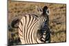 Mountain Zebra-benshots-Mounted Photographic Print