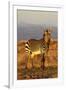 Mountain Zebra-ZambeziShark-Framed Photographic Print