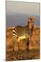 Mountain Zebra-ZambeziShark-Mounted Photographic Print