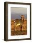 Mountain Zebra-ZambeziShark-Framed Photographic Print