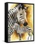 Mountain Zebra-Barbara Keith-Framed Stretched Canvas