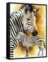 Mountain Zebra-Barbara Keith-Framed Stretched Canvas