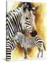 Mountain Zebra-Barbara Keith-Stretched Canvas