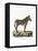 Mountain Zebra-null-Framed Stretched Canvas