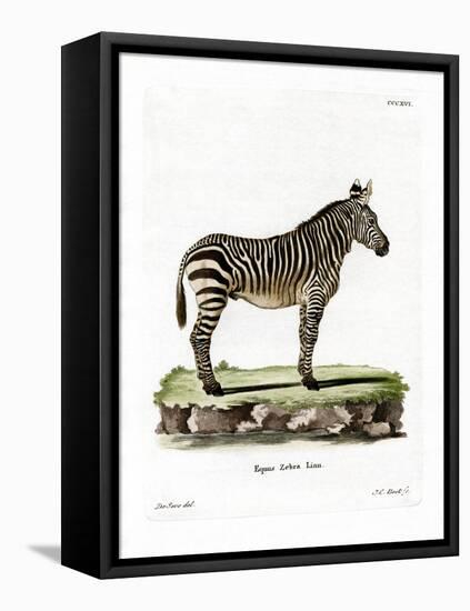 Mountain Zebra-null-Framed Stretched Canvas