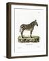 Mountain Zebra-null-Framed Giclee Print