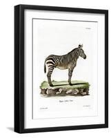 Mountain Zebra-null-Framed Giclee Print