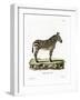 Mountain Zebra-null-Framed Giclee Print