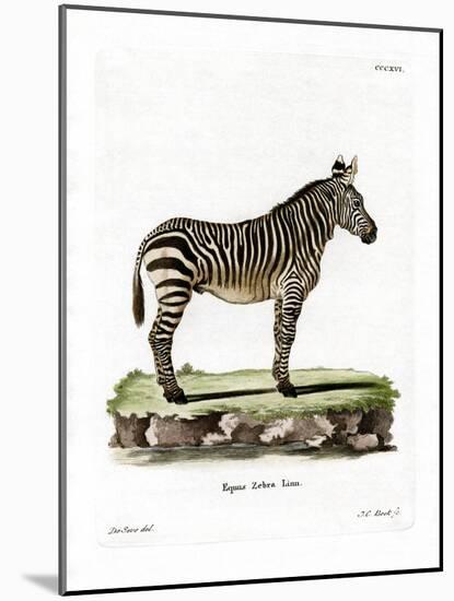 Mountain Zebra-null-Mounted Giclee Print