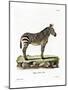 Mountain Zebra-null-Mounted Giclee Print