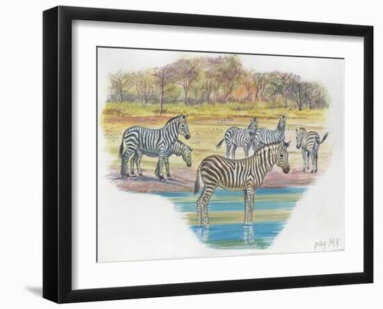 Mountain Zebras Equus Zebra-null-Framed Giclee Print