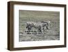 Mountain Zebras-benshots-Framed Photographic Print