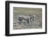 Mountain Zebras-benshots-Framed Photographic Print