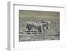 Mountain Zebras-benshots-Framed Photographic Print