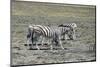 Mountain Zebras-benshots-Mounted Photographic Print