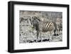 Mountain Zebras-benshots-Framed Photographic Print